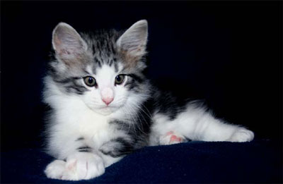 Jack 5